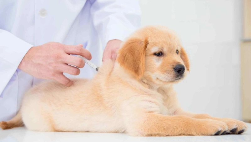 幼犬疫苗時間表