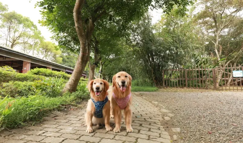 帶寵物去農場玩！台灣農場寵物友善終極指南與實用攻略