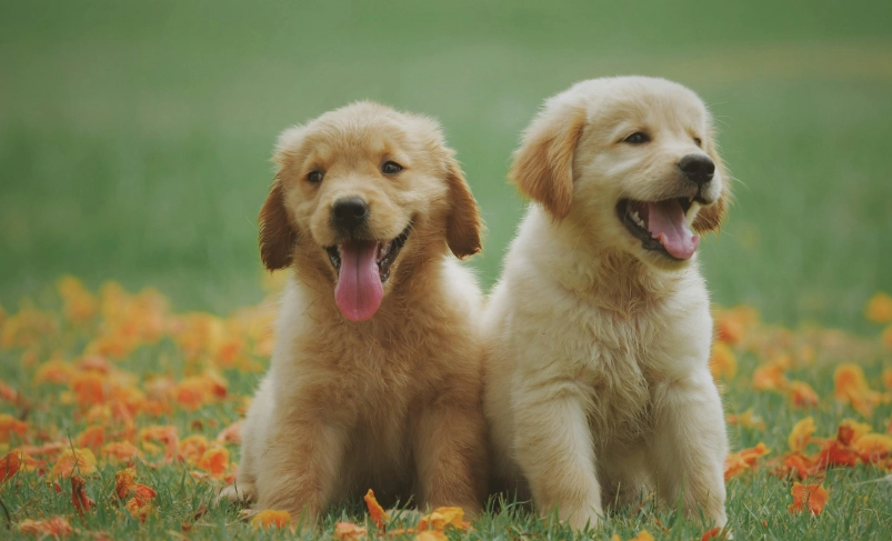 黃金獵犬飼養成本