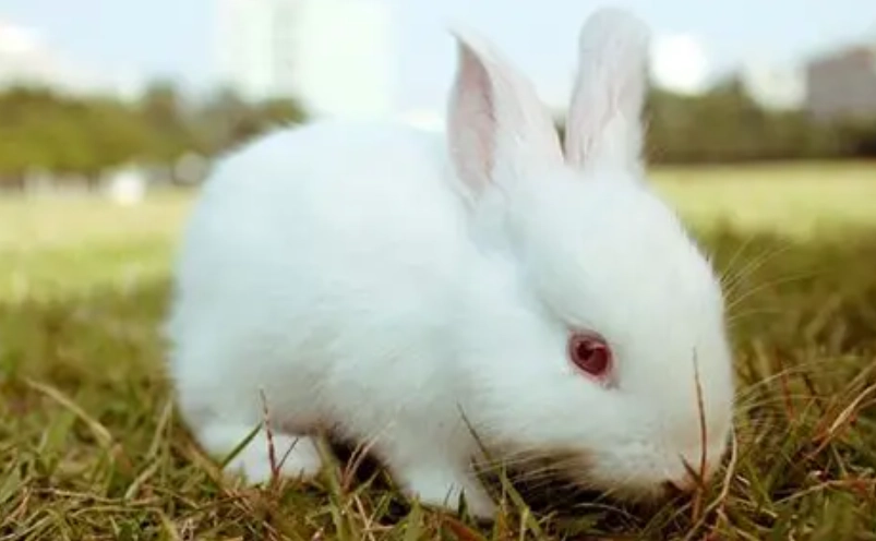 寵物兔疾病預防