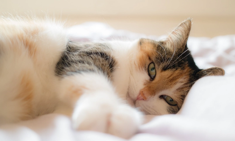 貓咪腎臟病治療全攻略：症狀、飲食與居家照護指南