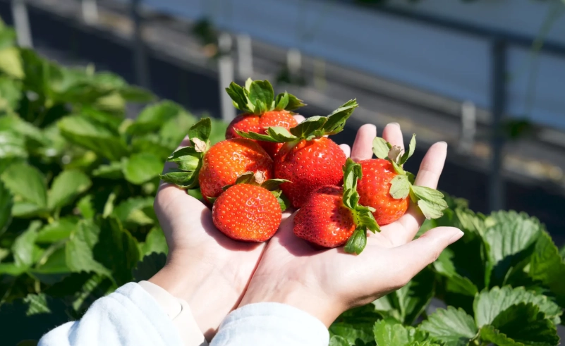 草莓農場推薦