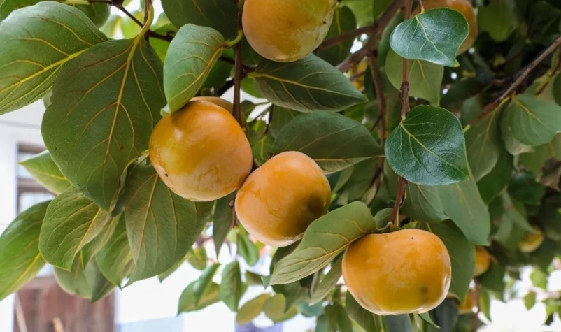 柿子沒熟可以吃嗎？破解鞣酸迷思，教你安全催熟與品嚐秘訣