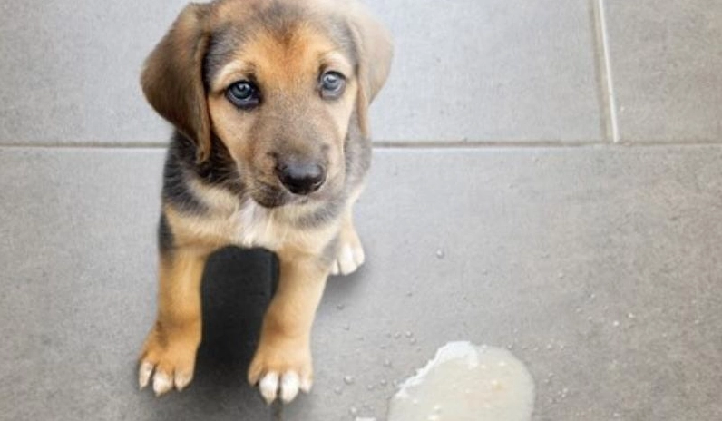 狗狗一直吐黃水？獸醫解析常見原因與緊急處理指南