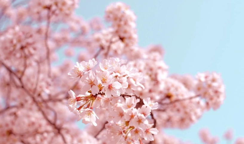 櫻花季旅遊