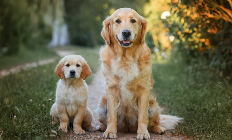 黃金獵犬飼養成本