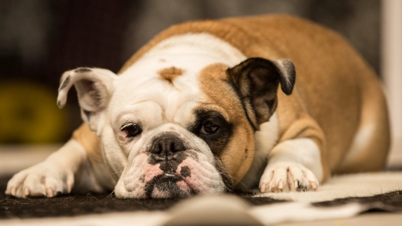 狗狗胰臟炎會自己好嗎？獸醫警告：不會，且拖延恐致命