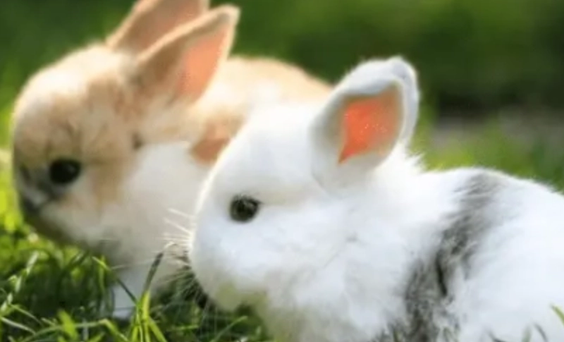寵物兔疾病預防