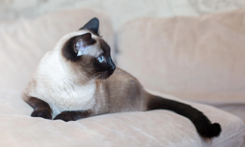 暹羅貓好養嗎？資深貓奴分享飼養心得與避坑指南