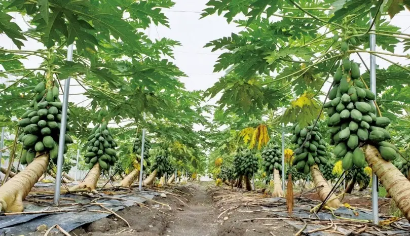 木瓜種植多久會結果？完整時間表與加速收成實用指南