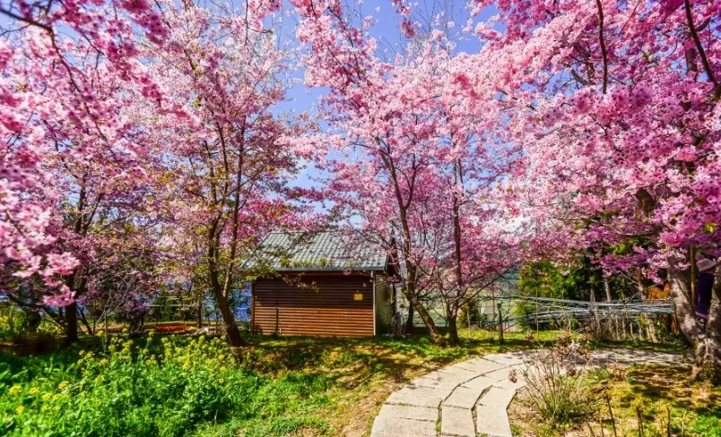 台灣櫻花季時間全攻略：從北到南花期預測與賞櫻秘境推薦