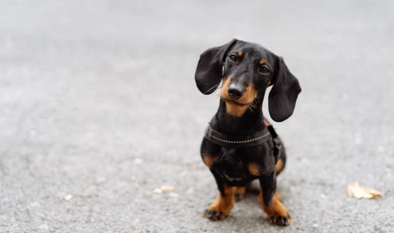 臘腸狗短毛品種全攻略：飼養照顧、健康問題與美容秘訣