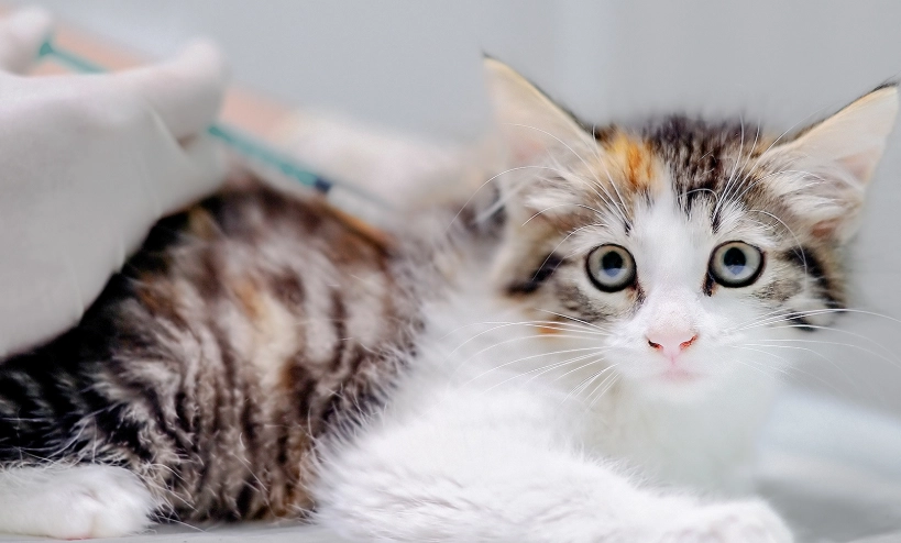 貓咪打疫苗沒精神