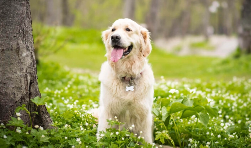 養黃金獵犬一個月多少錢
