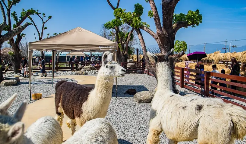 蘭陽動植物王國附近景點攻略：親子同遊與一日遊行程規劃