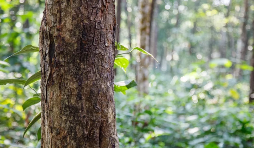 檀香樹全攻略：台灣哪裡能看？自己種植可行嗎？