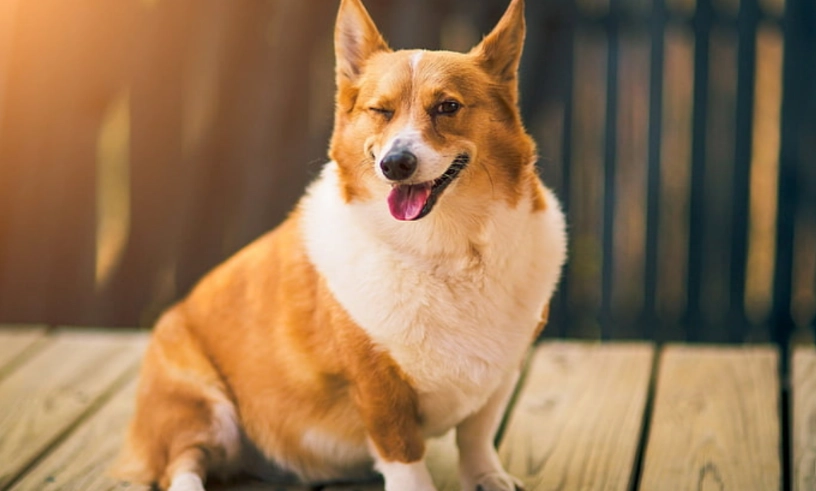 柯基犬性格全解析：優點、缺點與飼養前必讀指南