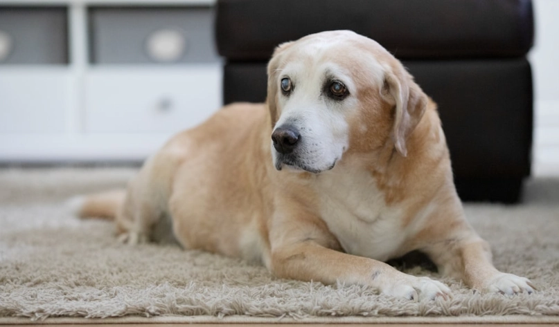 寵物過世要燒金紙嗎？台灣飼主必知的儀式與替代方案
