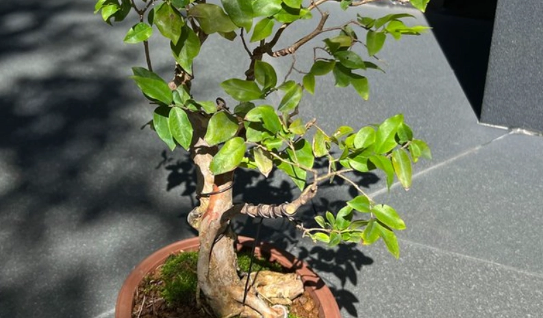 盆栽嘉寶果照顧