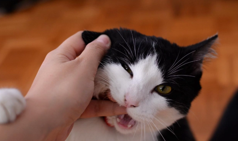 如何知道貓咪討厭你