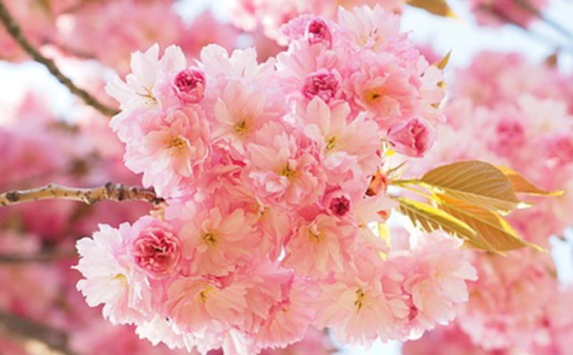 櫻花精油功效全解析：從舒壓到美肌的天然呵護