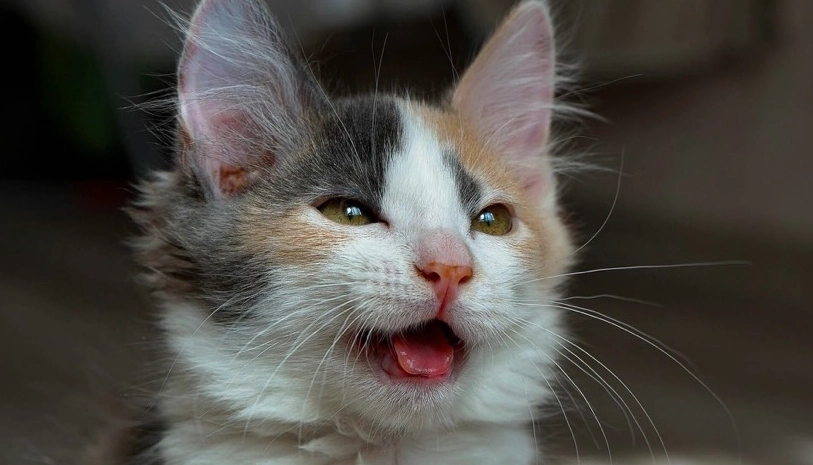 貓咪吐舌頭喘氣是賣萌還是求救？獸醫教你判讀與緊急處理