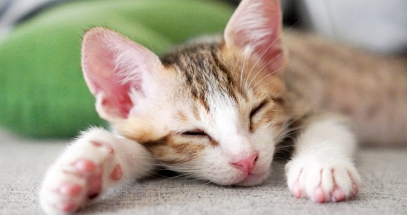 貓咪接種後護理