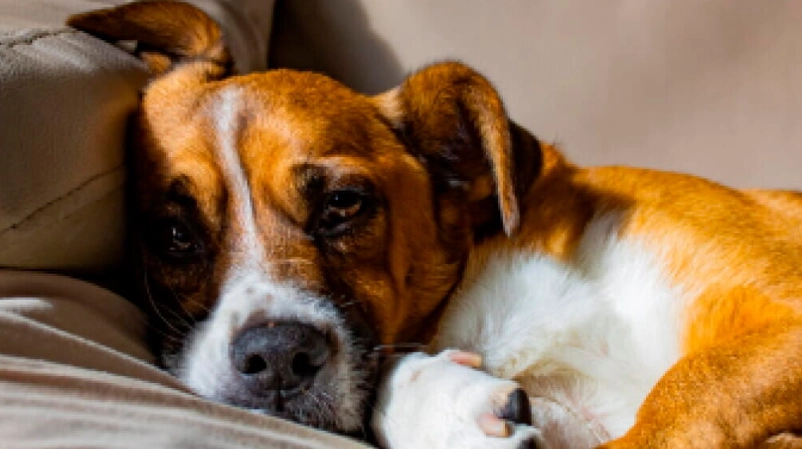 狗狗嘔吐黃水怎麼辦