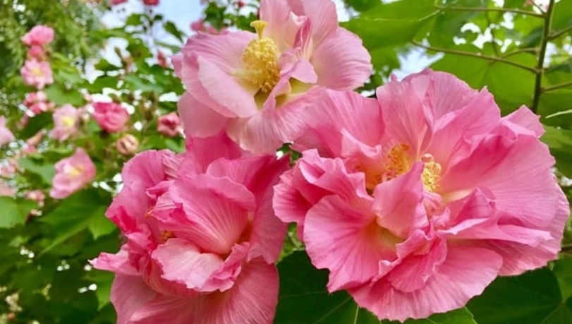 芙蓉植物全攻略：從種類識別到養護技巧，打造你的花園美景