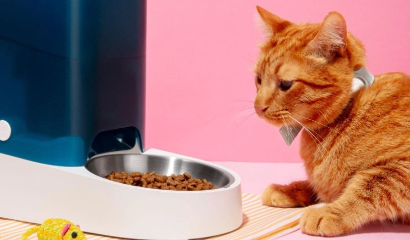 貓咪一天吃多少克？完整餵食量計算與體重管理指南