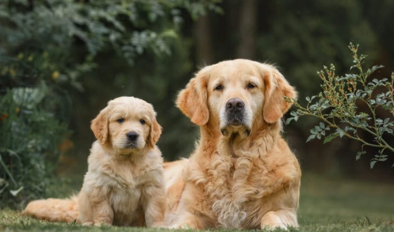 養黃金獵犬花費大公開：從購買到終老完整財務規劃指南