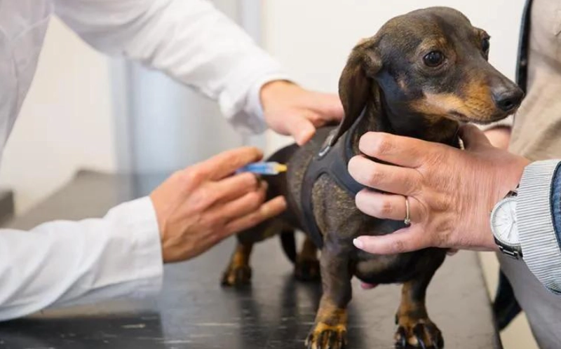 幼犬疫苗時間表