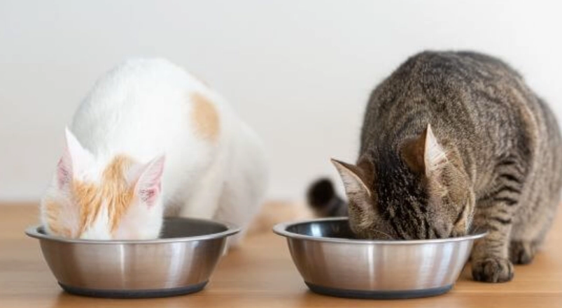 貓咪餵食量計算