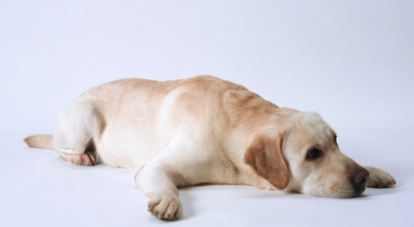 人腸病毒會傳染給狗嗎？獸醫解析跨物種傳染風險與實用預防指南