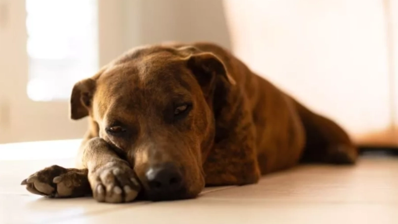 狗狗吐黃水原因