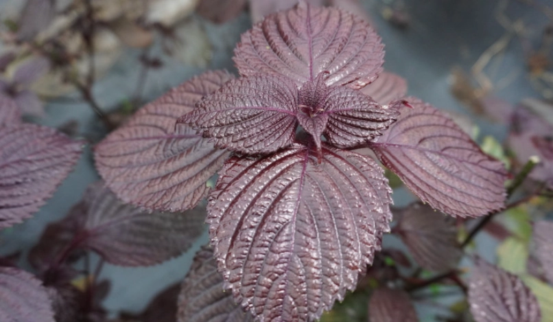 紫蘇葉怎麼吃？5種創意食譜與實用技巧完整指南