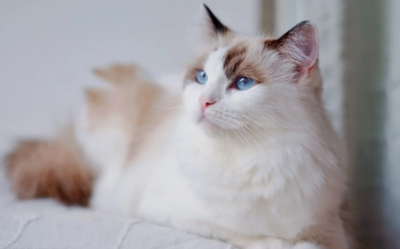 布偶貓身長全解析：從幼貓到成貓的成長軌跡與飼養關鍵