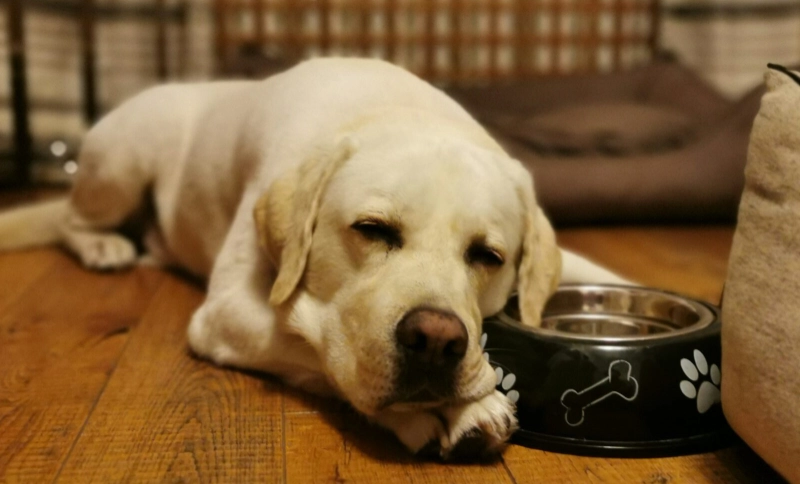 狗狗胰臟指數飲食