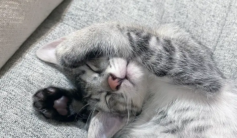 貓咪預防針後懶懶