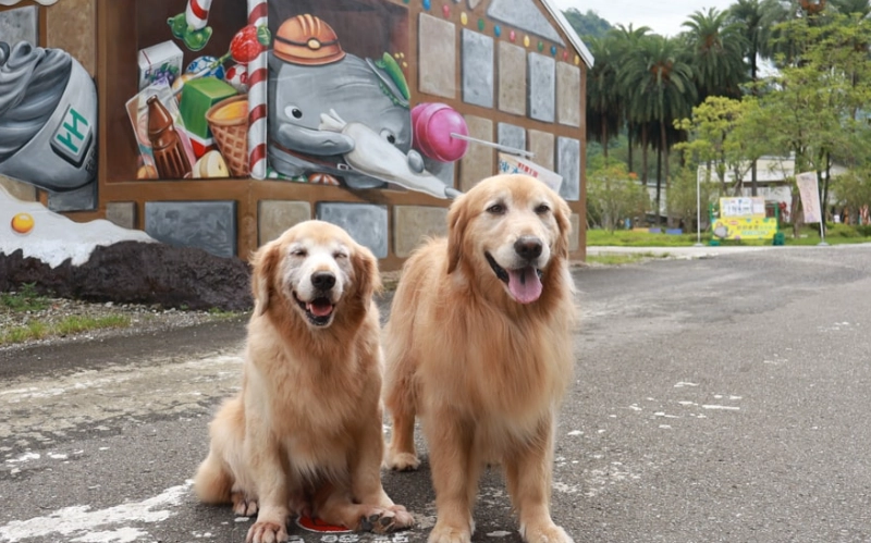 嘉義寵物友善景點全攻略：帶毛孩探索戶外與室內好去處
