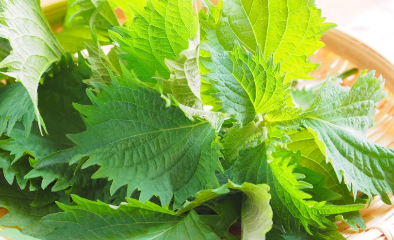 紫蘇葉吃法