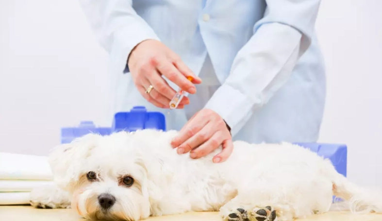 狗預防針多久打一次