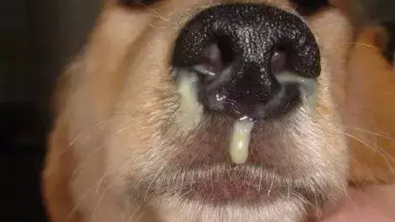 狗流鼻水原因