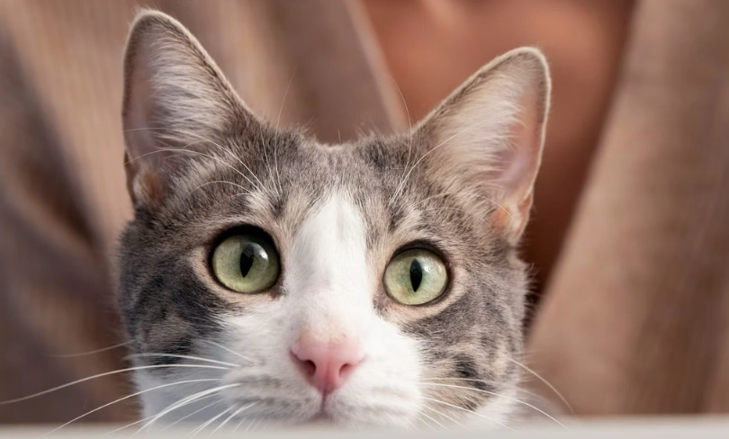 貓咪鼻淚管阻塞全攻略：症狀、治療、費用與居家照護