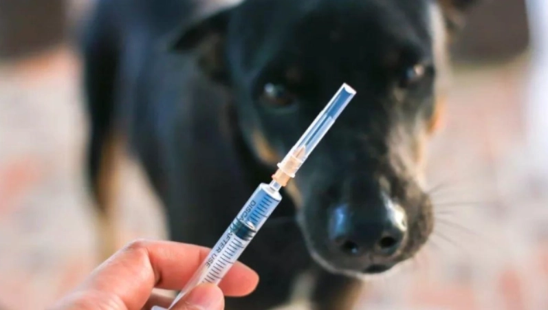狗狗預防針一定要打嗎？獸醫解析施打必要與完整指南