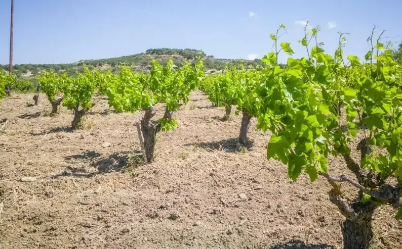 葡萄樹種植完整指南：從基礎到豐收的實用技巧