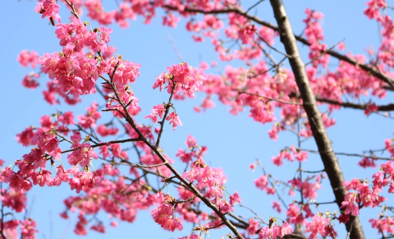 櫻花季旅遊