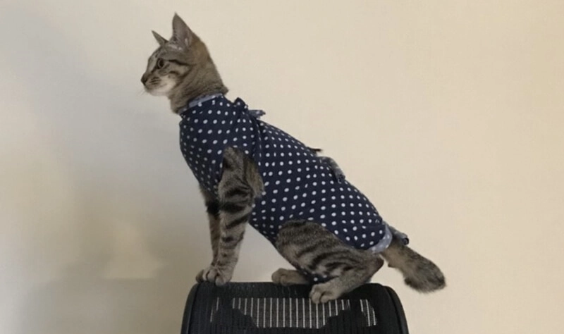 母貓結紮可以不戴頭套嗎？獸醫教你安全又省事的術後照護指南