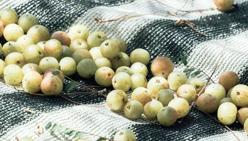 油甘果功效全解析：抗氧化、護肝、增強免疫力一次掌握