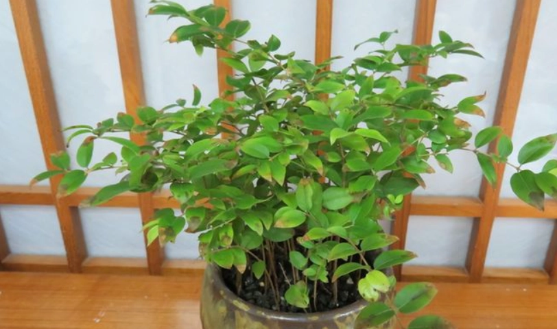 盆栽嘉寶果照顧